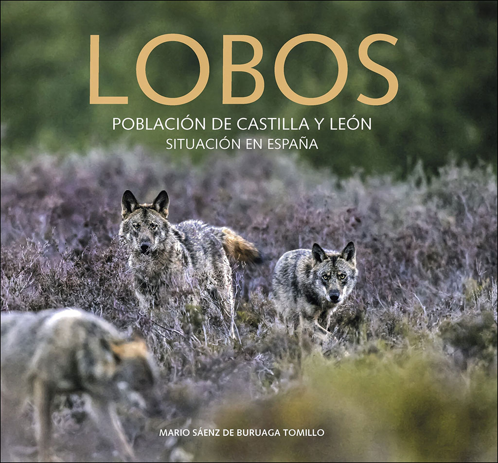 LOBOS. POBLACIÓN DE CASTILLA Y LEÓN. SITUACIÓN EN ESPAÑA 1