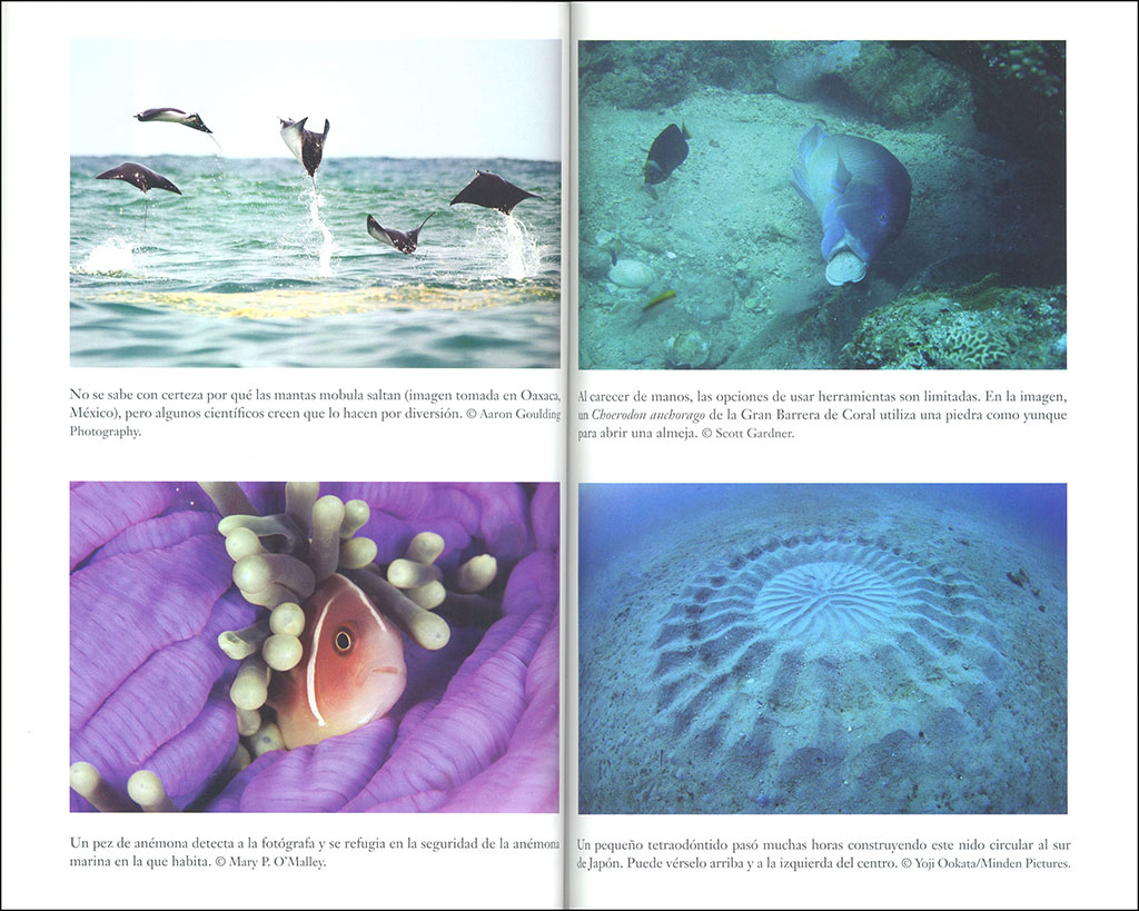 EL INGENIO DE LOS PECES 4