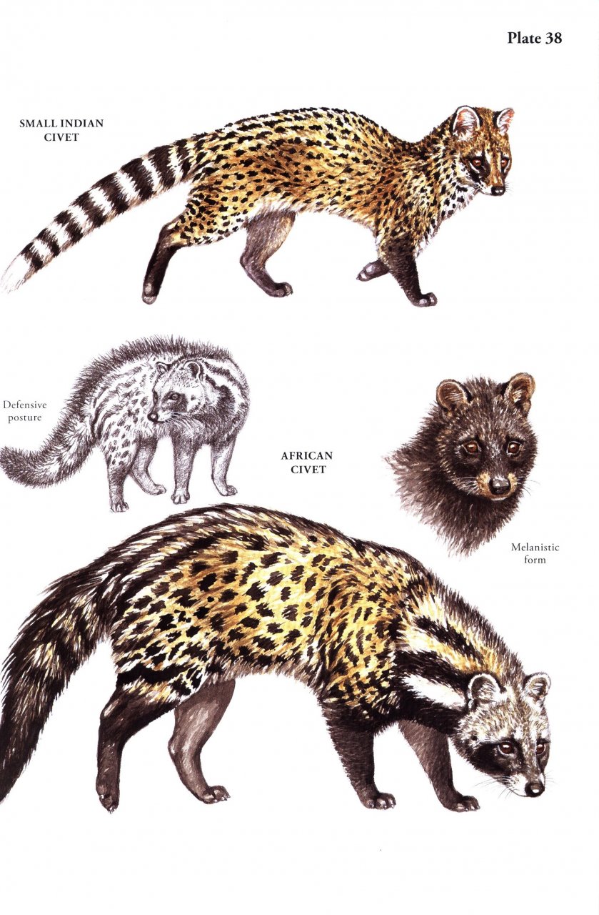 A FIELD GUIDE TO THE CARNIVORES OF THE WORLD. 2
