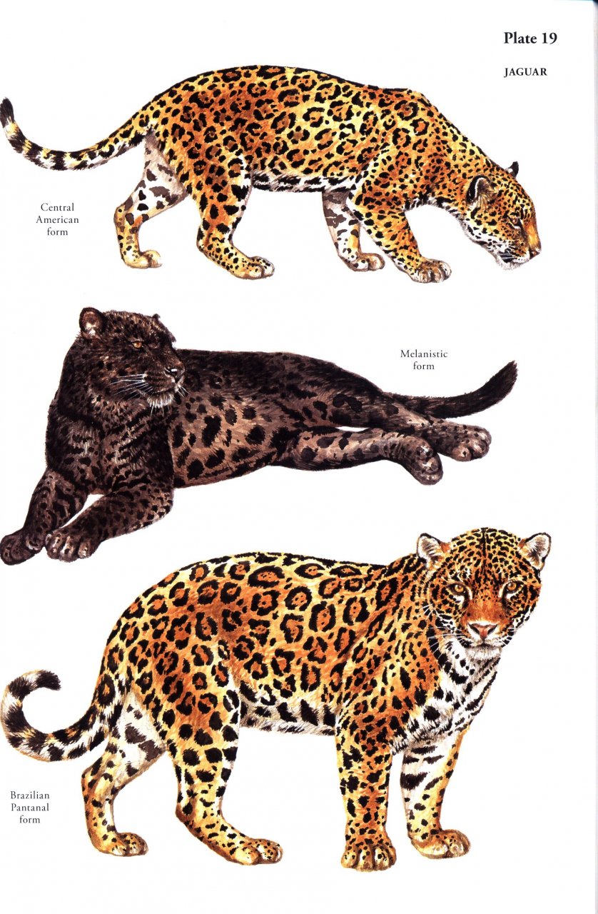 A FIELD GUIDE TO THE CARNIVORES OF THE WORLD. 3