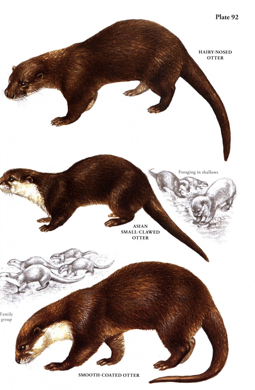 A FIELD GUIDE TO THE CARNIVORES OF THE WORLD. 4