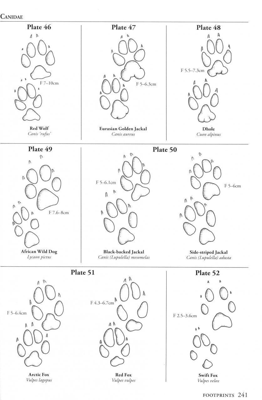 A FIELD GUIDE TO THE CARNIVORES OF THE WORLD. 6
