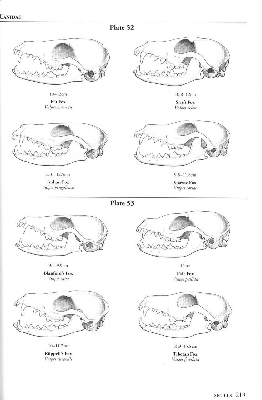 A FIELD GUIDE TO THE CARNIVORES OF THE WORLD. 7