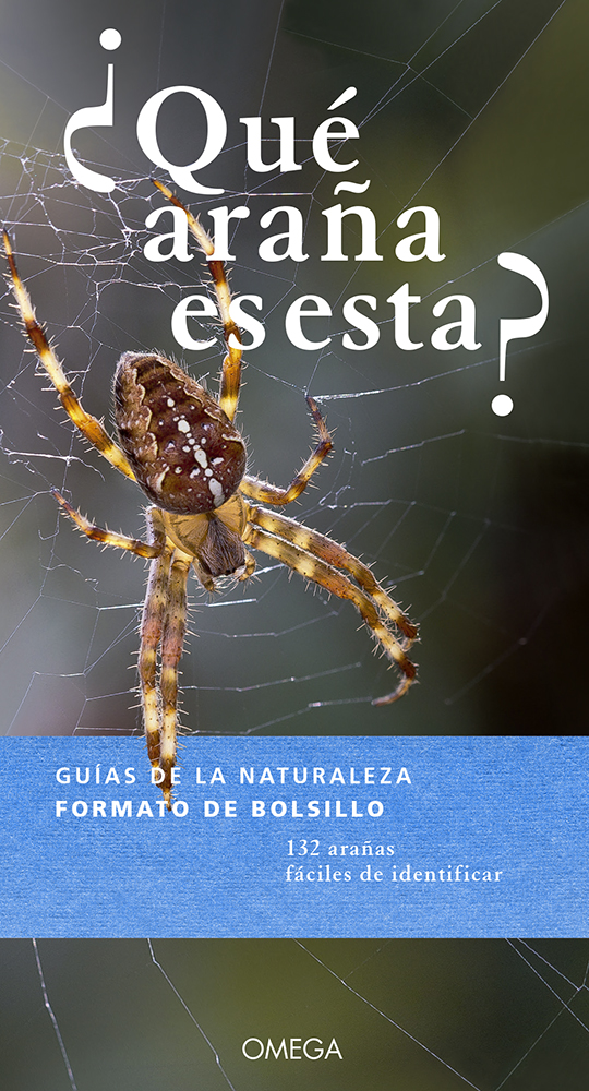 ¿QUÉ ARAÑA ES ESTA? 1