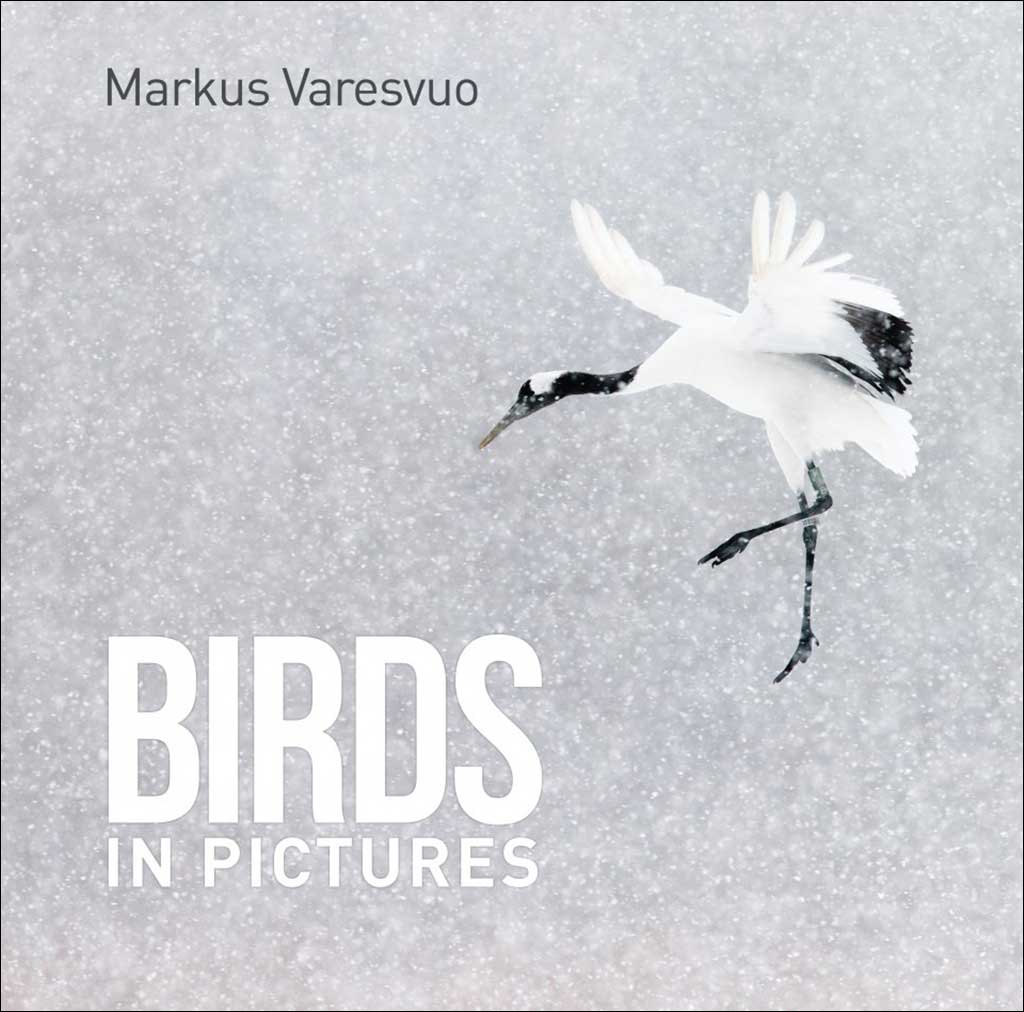 BIRDS IN PICTURES 1