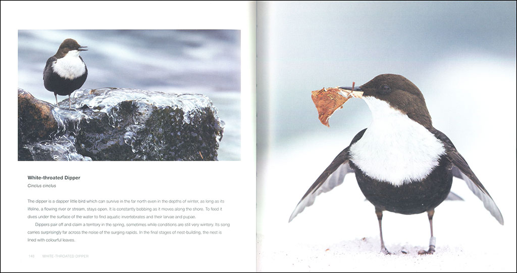 BIRDS IN PICTURES 2