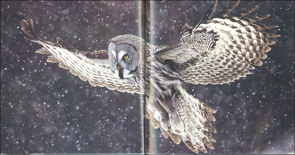 BIRDS IN PICTURES 3