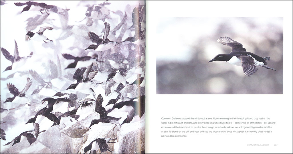 BIRDS IN PICTURES 4