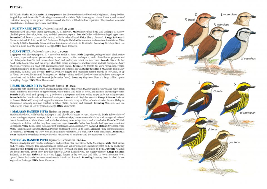 A FIELD GUIDE TO THE BIRDS OF MALAYSIA & SINGAPORE 2
