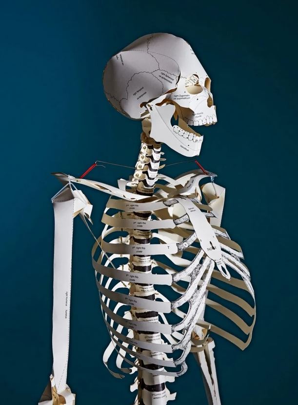 BUILD YOUR OWN HUMAN SKELETON 2
