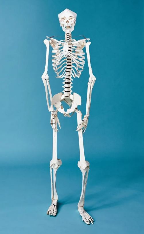 BUILD YOUR OWN HUMAN SKELETON 3