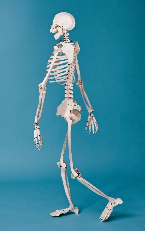 BUILD YOUR OWN HUMAN SKELETON 4