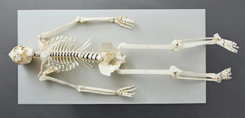 BUILD YOUR OWN HUMAN SKELETON 5