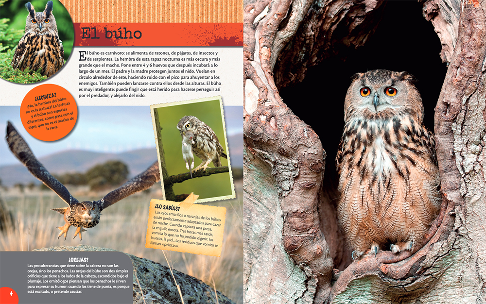 LOS ANIMALES DEL BOSQUE 2