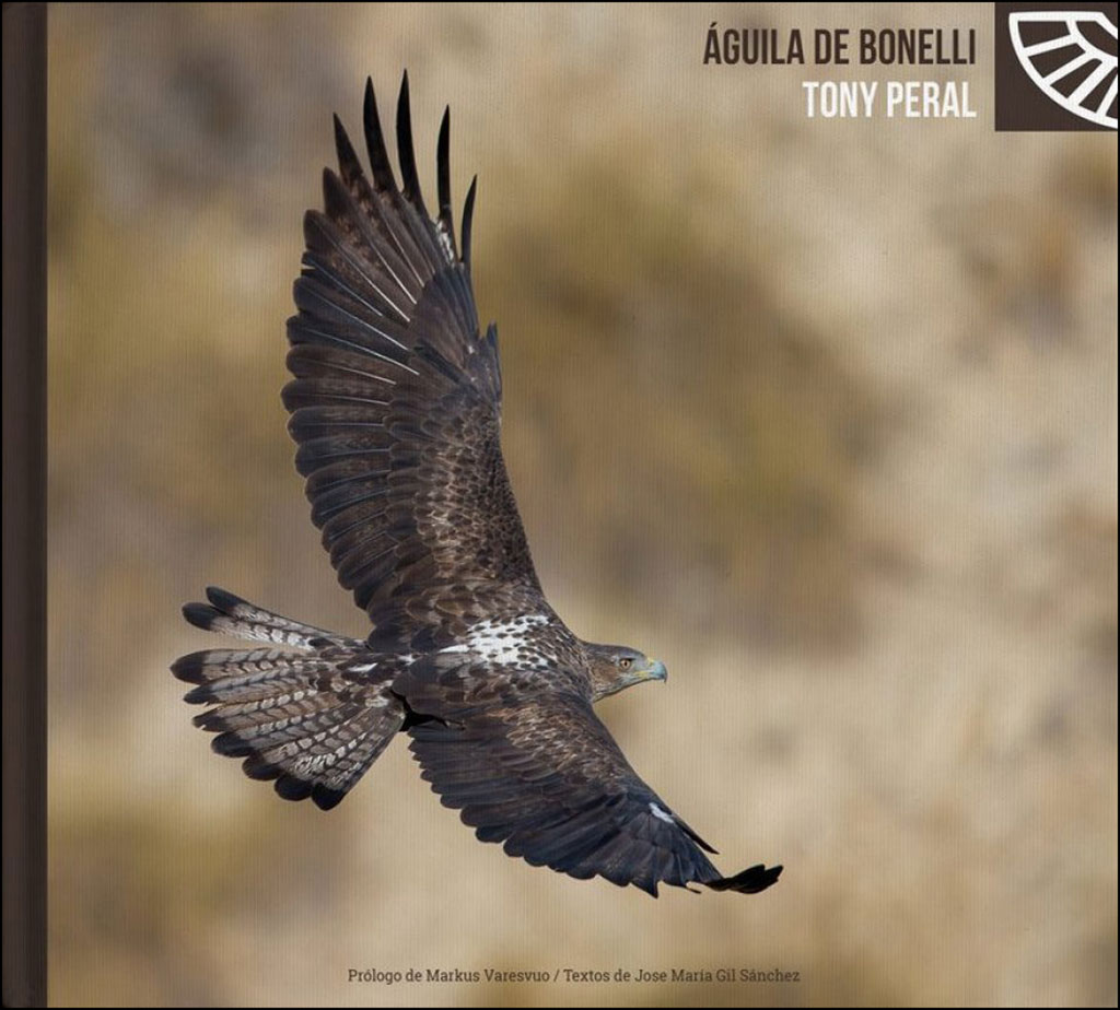 EL ÁGUILA DE BONELLI      1