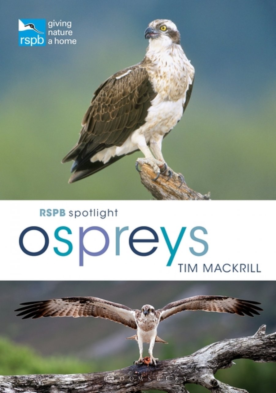 RSPB SPOTLIGHT: OSPREYS 1