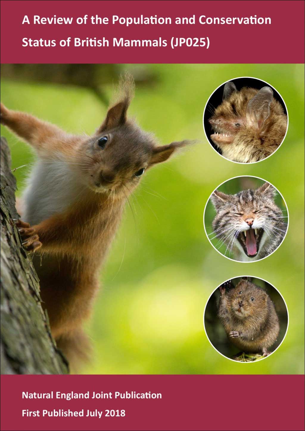 A REVIEW OF THE POPULATION AND CONSERVATION STATUS OF BRITISH MAMMALS