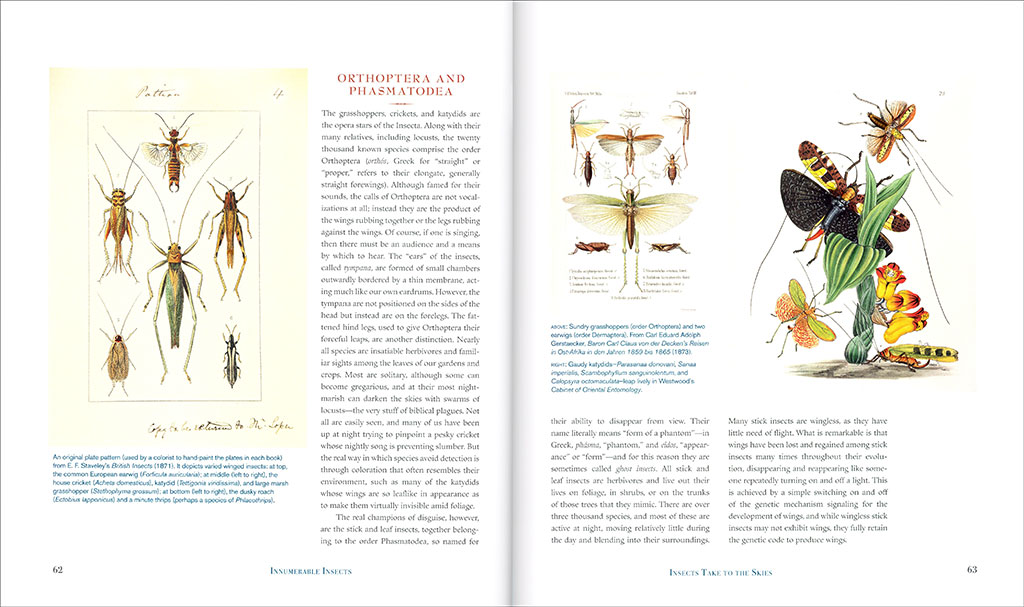 INNUMERABLE INSECTS. THE STORY OF THE MOST DIVERSE AND MYRIAD ANIMALS ON EARTH 3