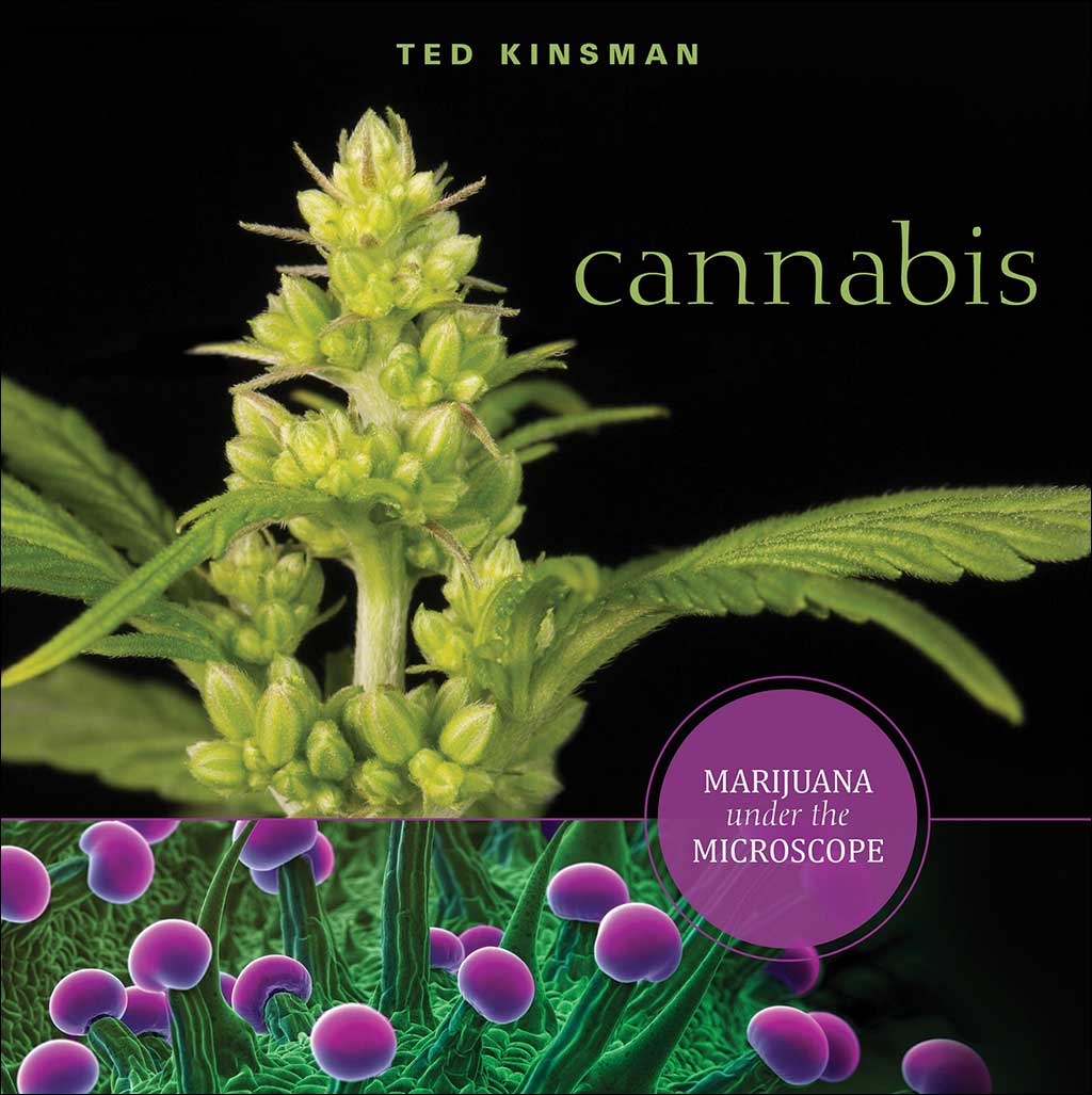 CANNABIS. MARIJUANA UNDER THE MICROSCOPE