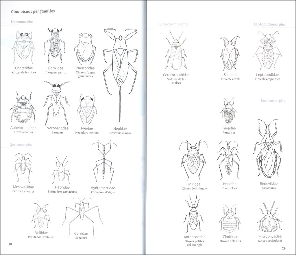 ELS HETERÒPTERS DE CATALUNYA 2