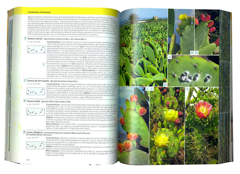 FLORA CANARIA. GUÍA DE IDENTIFICACIÓN 4