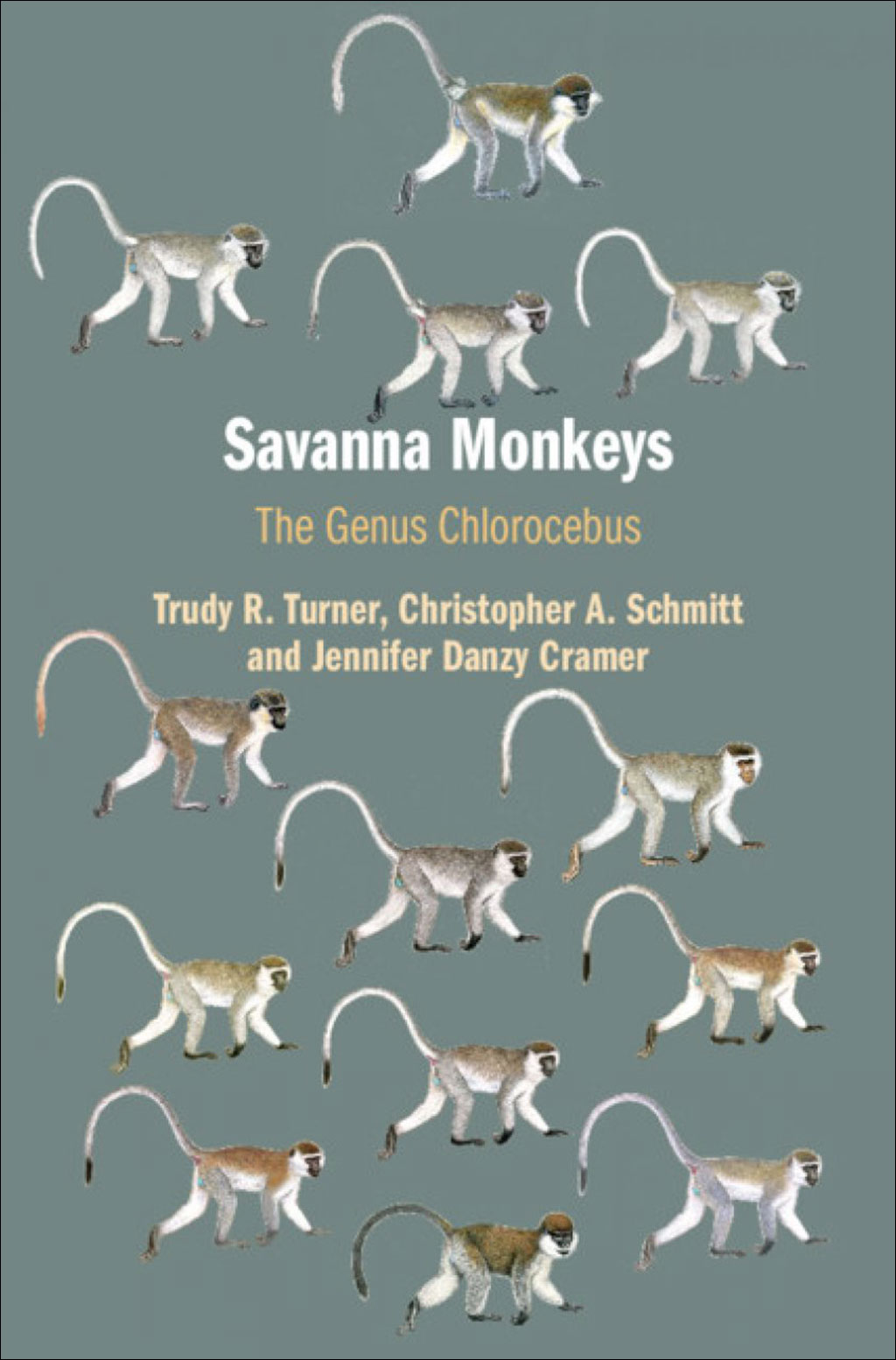 SAVANNA MONKEYS. THE GENUS CHLOROCEBUS 1