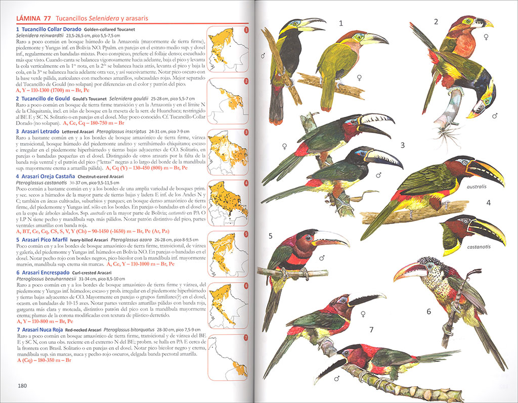 AVES DE BOLIVIA. GUIA DE CAMPO 2