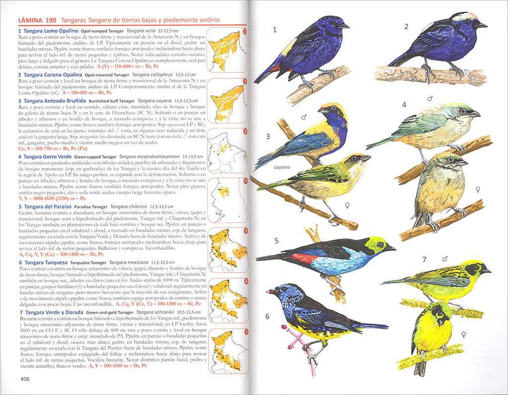 AVES DE BOLIVIA. GUIA DE CAMPO 4