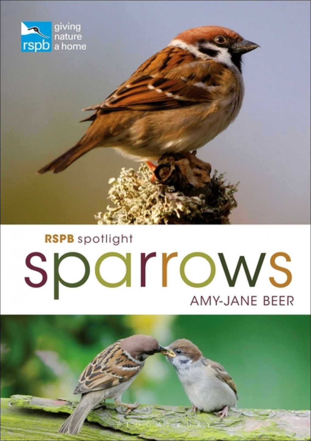 RSPB SPOTLIGHT SPARROWS