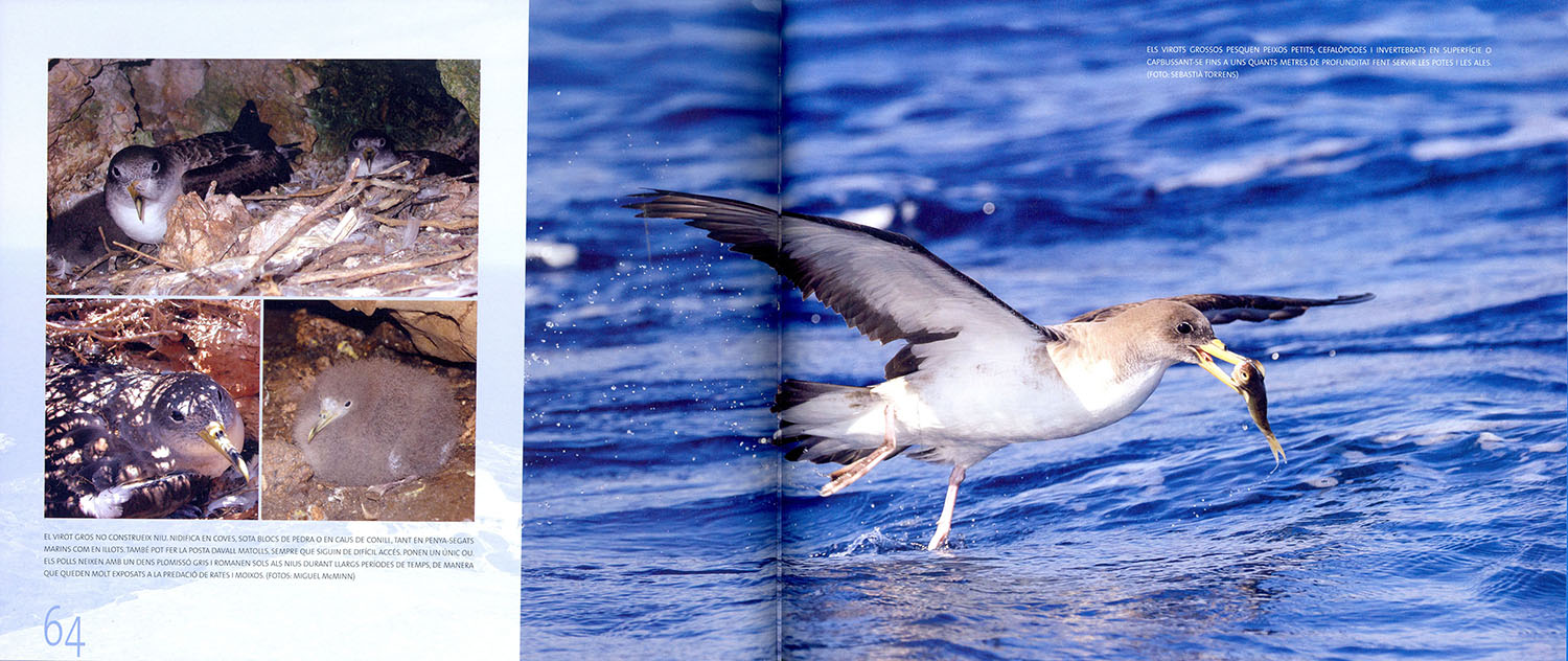 ENTRE ONES I PENYES. ELS AUCELLS MARINS PROTEGITS DE LES BALEARS/ ENTRE OLAS Y CANTILES. LAS AVES MARINAS PROTEGIDAS DE BALEARES 3