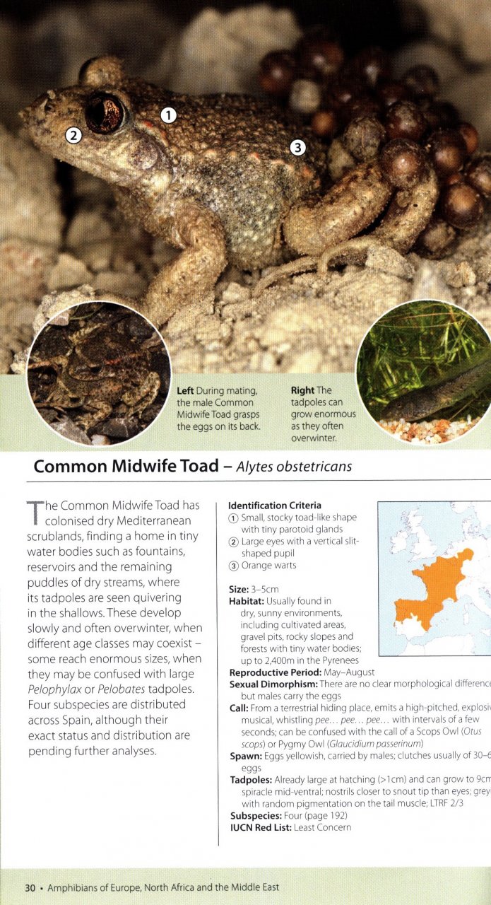 AMPHIBIANS OF EUROPE, NORTH AFRICA &AMP; THE MIDDLE EAST. A PHOTOGRAPHIC GUIDE 2