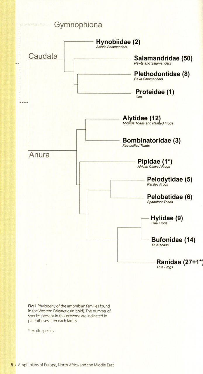 AMPHIBIANS OF EUROPE, NORTH AFRICA &AMP; THE MIDDLE EAST. A PHOTOGRAPHIC GUIDE 3