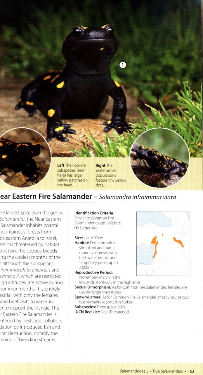 AMPHIBIANS OF EUROPE, NORTH AFRICA &AMP; THE MIDDLE EAST. A PHOTOGRAPHIC GUIDE 4