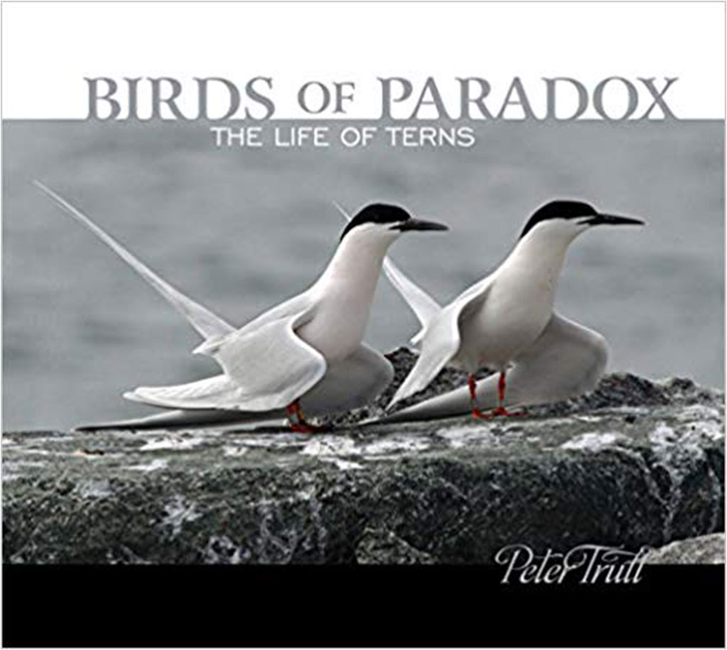 BIRDS OF PARADOX: THE LIFE OF TERNS
