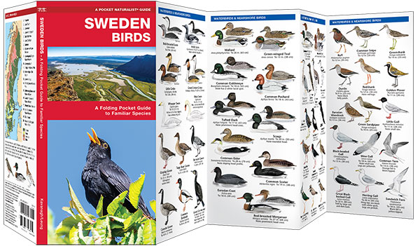 SWEDEN BIRDS. A FOLDING POCKET GUIDE TO FAMILIAR SPECIES 2