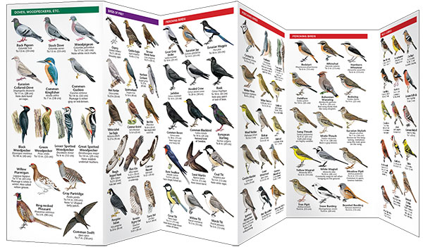 SWEDEN BIRDS. A FOLDING POCKET GUIDE TO FAMILIAR SPECIES 3