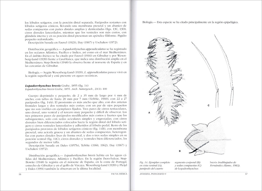 FAUNA IBÉRICA. VOL. 45 ANNELIDA POLYCHAETA V 2