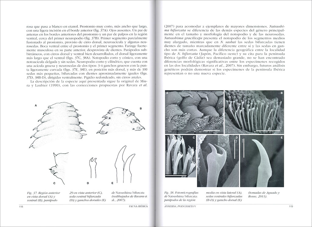 FAUNA IBÉRICA. VOL. 45 ANNELIDA POLYCHAETA V 3