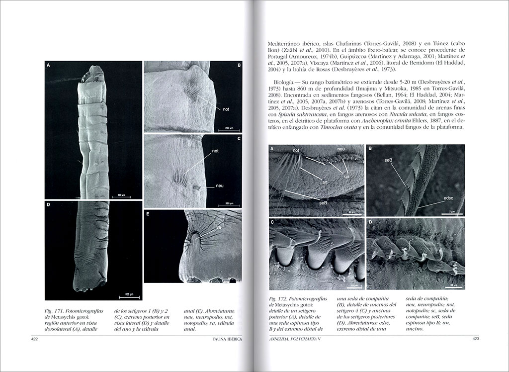 FAUNA IBÉRICA. VOL. 45 ANNELIDA POLYCHAETA V 4