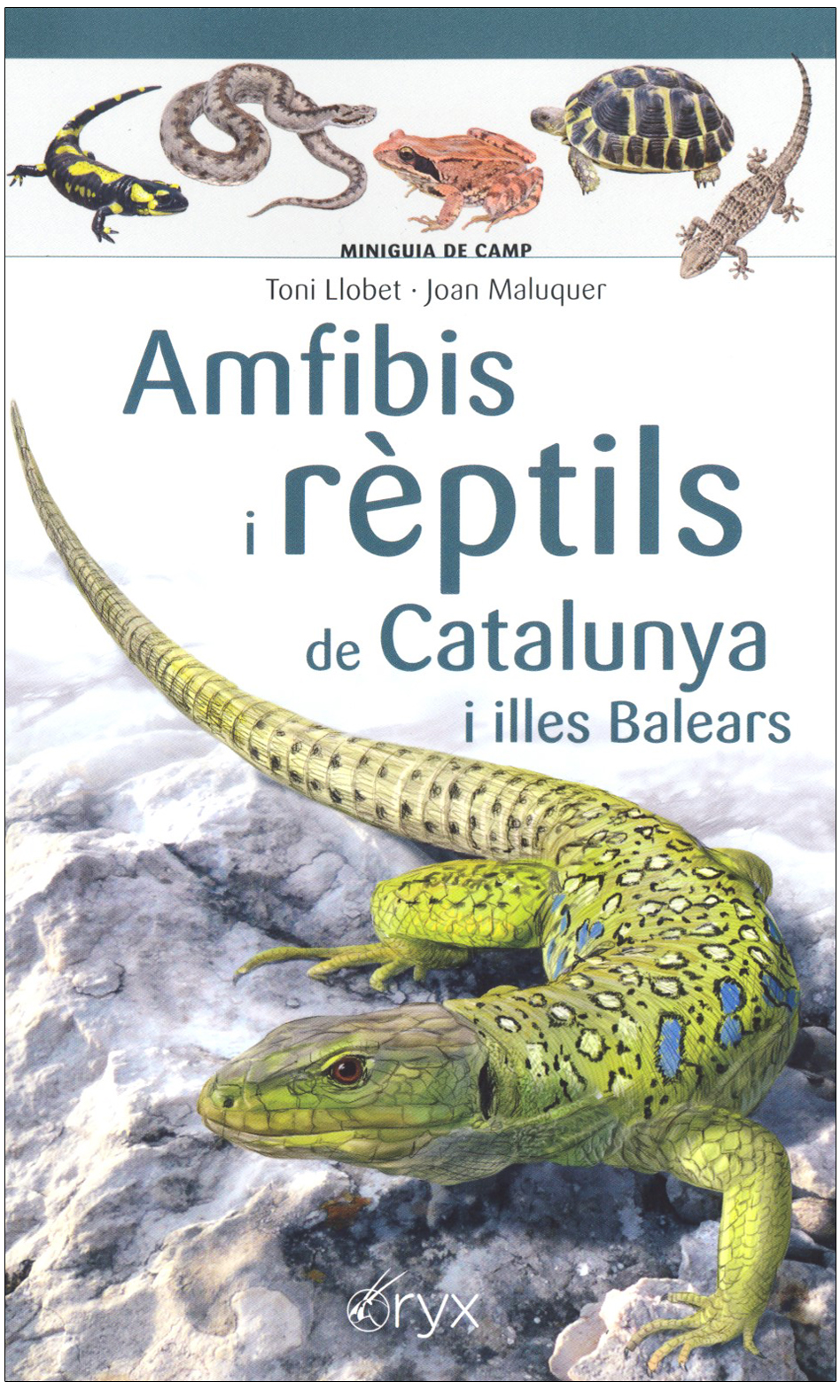 AMFIBIS I RÈPTILS DE CATALUNYA I ILLES BALEARS. MINIGUIA DE CAMP 1