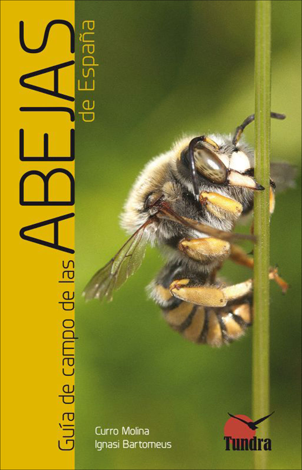 GUÍA DE CAMPO DE LAS ABEJAS DE ESPAÑA   1