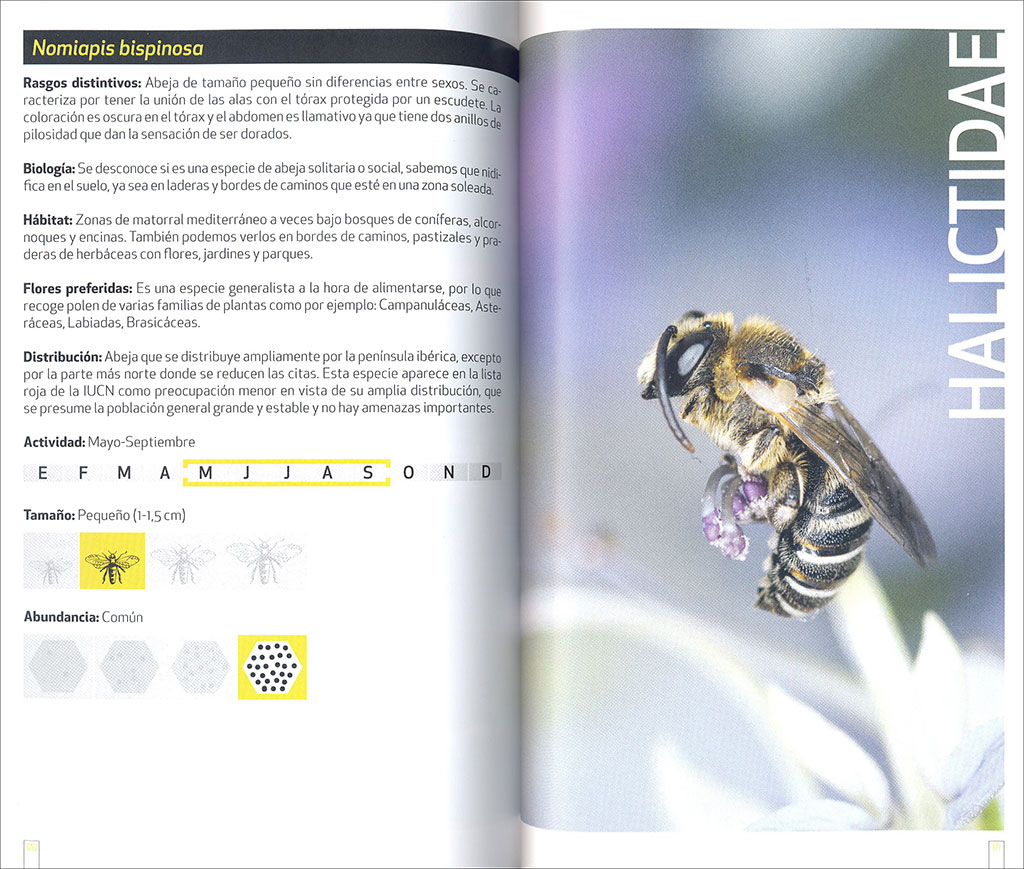 GUÍA DE CAMPO DE LAS ABEJAS DE ESPAÑA   4
