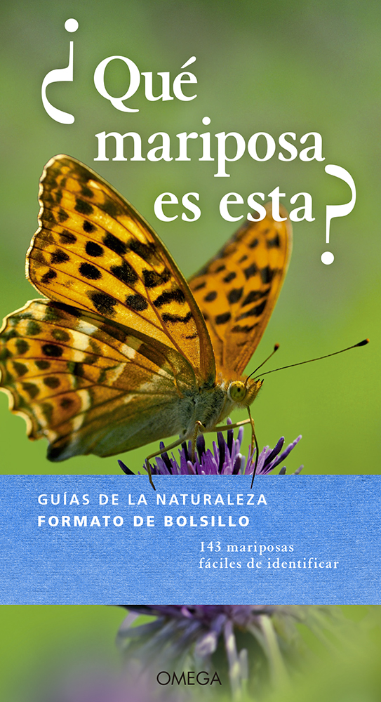 ¿QUÉ MARIPOSA ES ESTA? 1