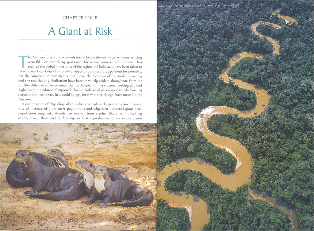 THE GIANT OTTER. GIANTS OF THE AMAZON 3