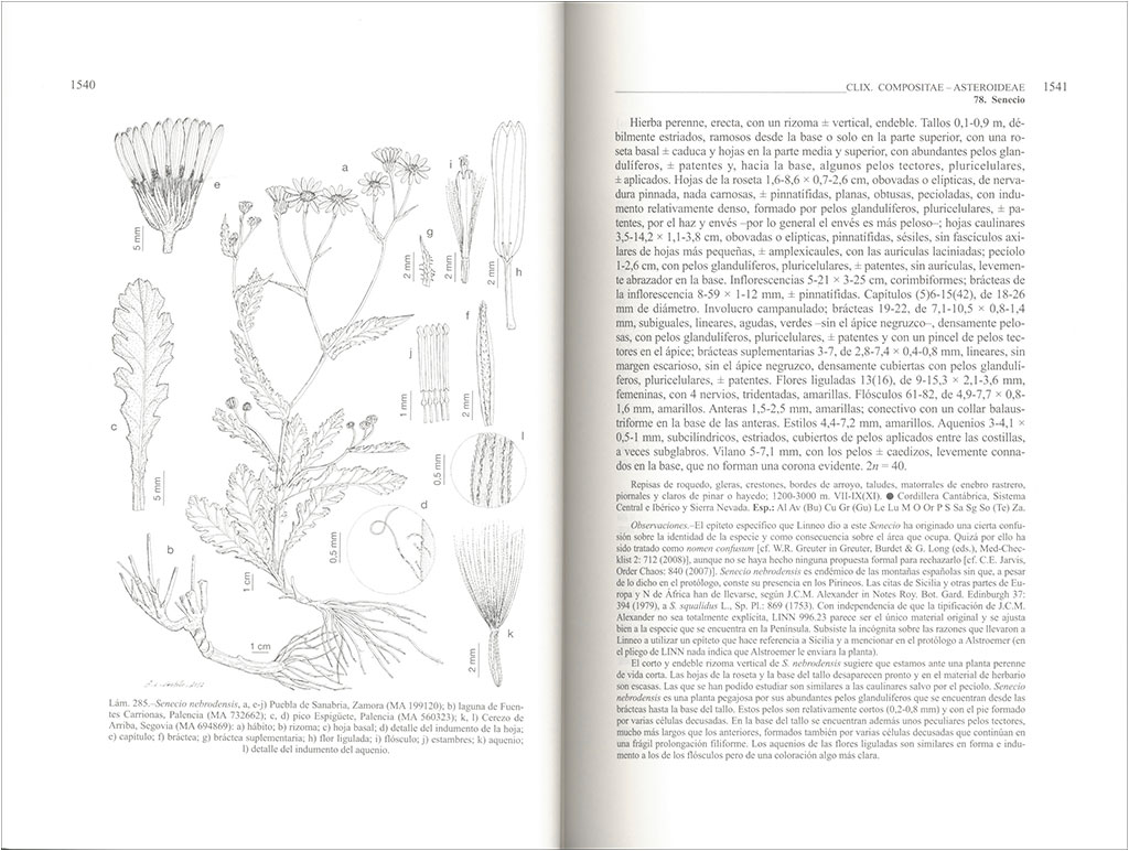 FLORA IBÉRICA. VOL. XVI (III) COMPOSITAE (PARTIM) 2