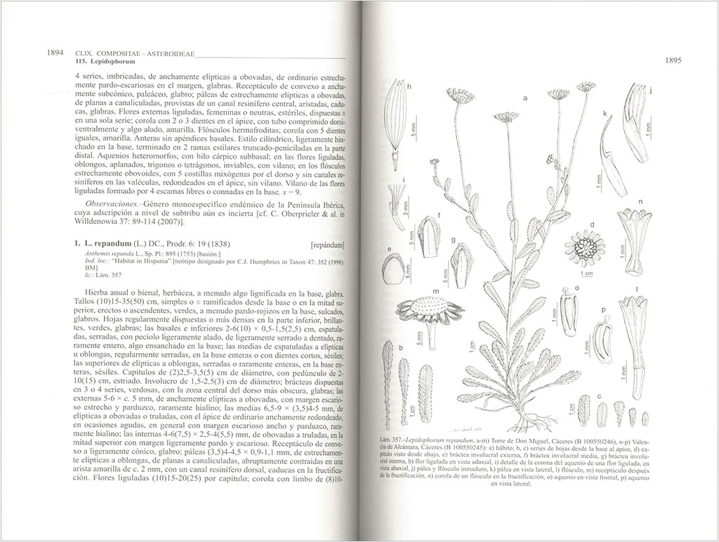 FLORA IBÉRICA. VOL. XVI (III) COMPOSITAE (PARTIM) 3