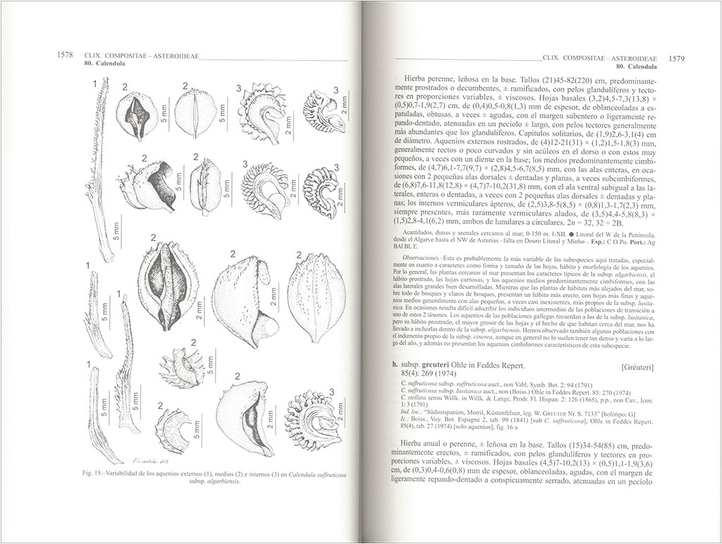 FLORA IBÉRICA. VOL. XVI (III) COMPOSITAE (PARTIM) 4