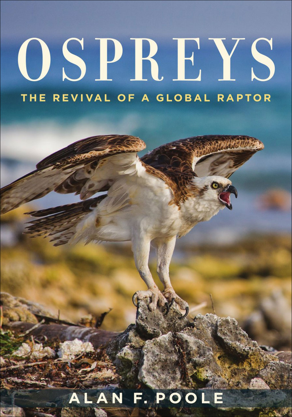 OSPREYS. THE REVIVAL OF A GLOBAL RAPTOR 1
