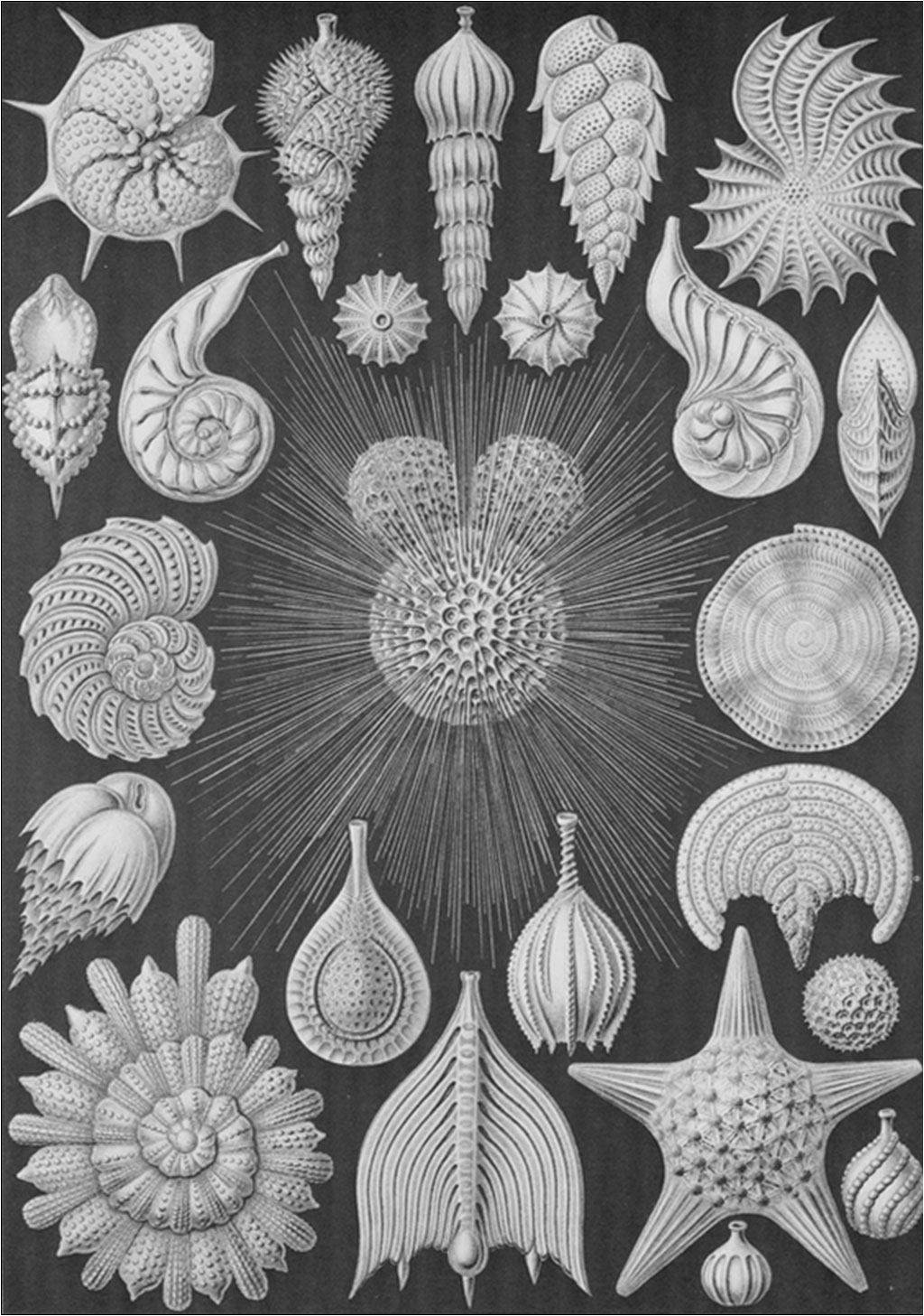 ART FORMS IN NATURE 2