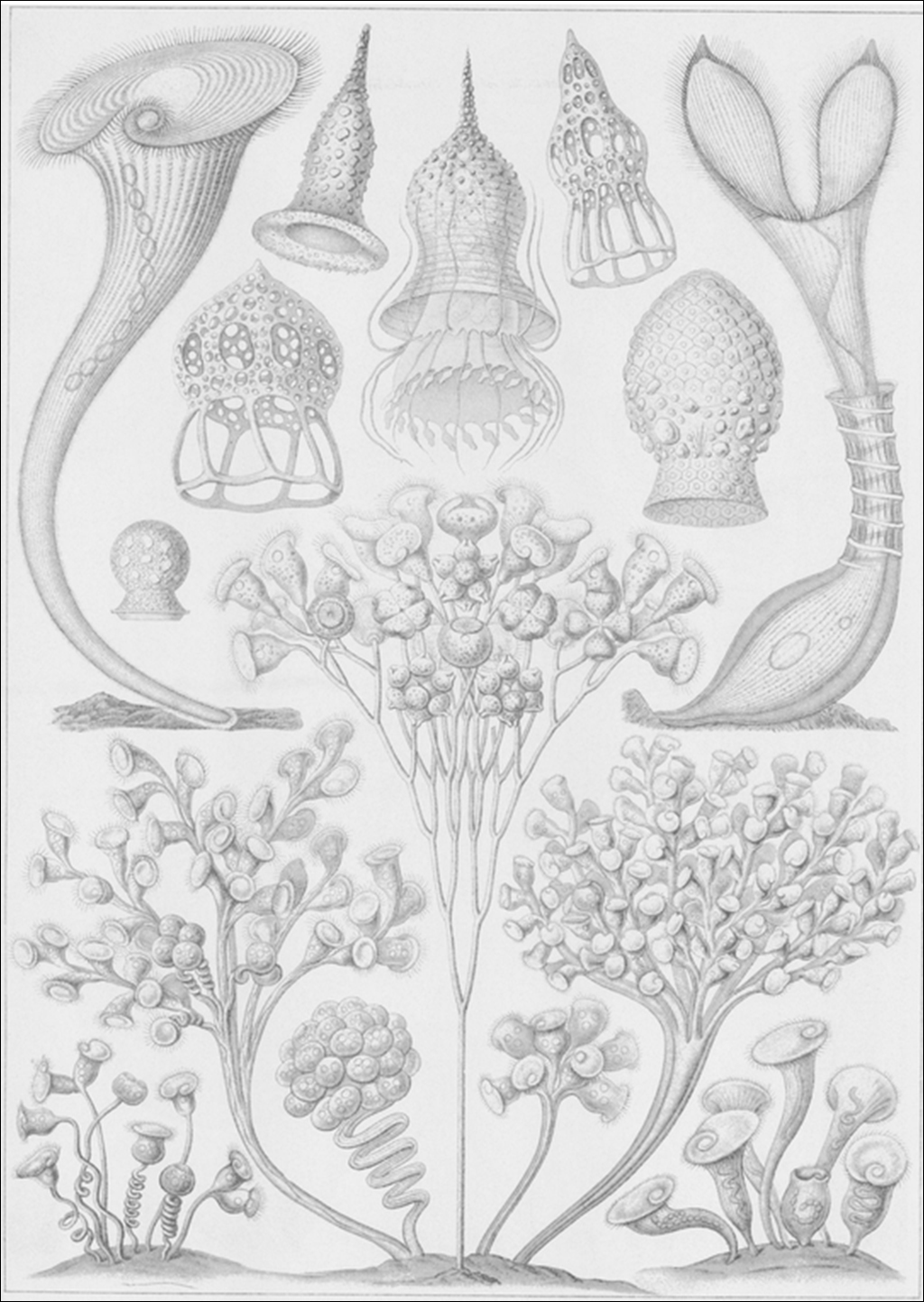 ART FORMS IN NATURE 3